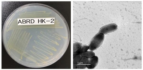 프탈레이트 분해활성이 우수한 미생물 노보스핑고비움 플루비(ABRDHK-2) 사진(왼쪽: 확대 전, 오른쪽: 확대 후)