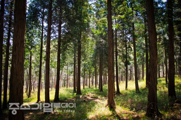 남해편백자연휴양림 편백나무숲. [산림청]