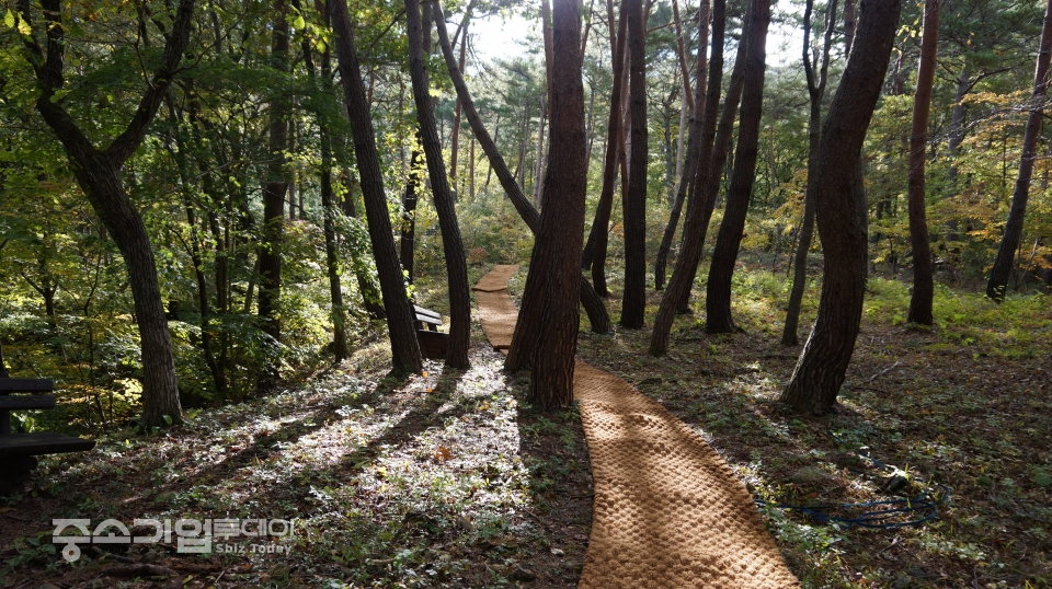 11월 국유림 명품숲으로 선정된 국립검마산자연휴양림의 산책로. [산림청]