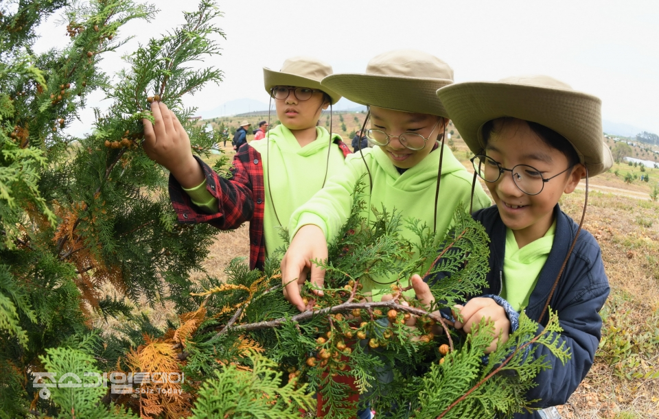 매산초등학교 학생들이 편백나무 종자를 채취하고 있다. [산림청]