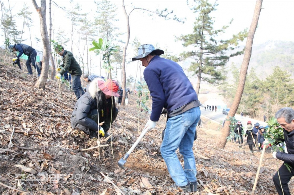 지난해 2월 21일 전남 장흥에서 진행된 나무심기 행사 모습. 참가자가 황칠나무를 심고 있다.