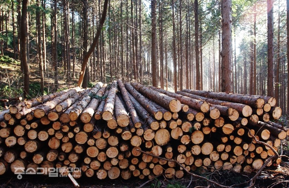 산림자원으로 활용하기 위해 벌채된 목재들