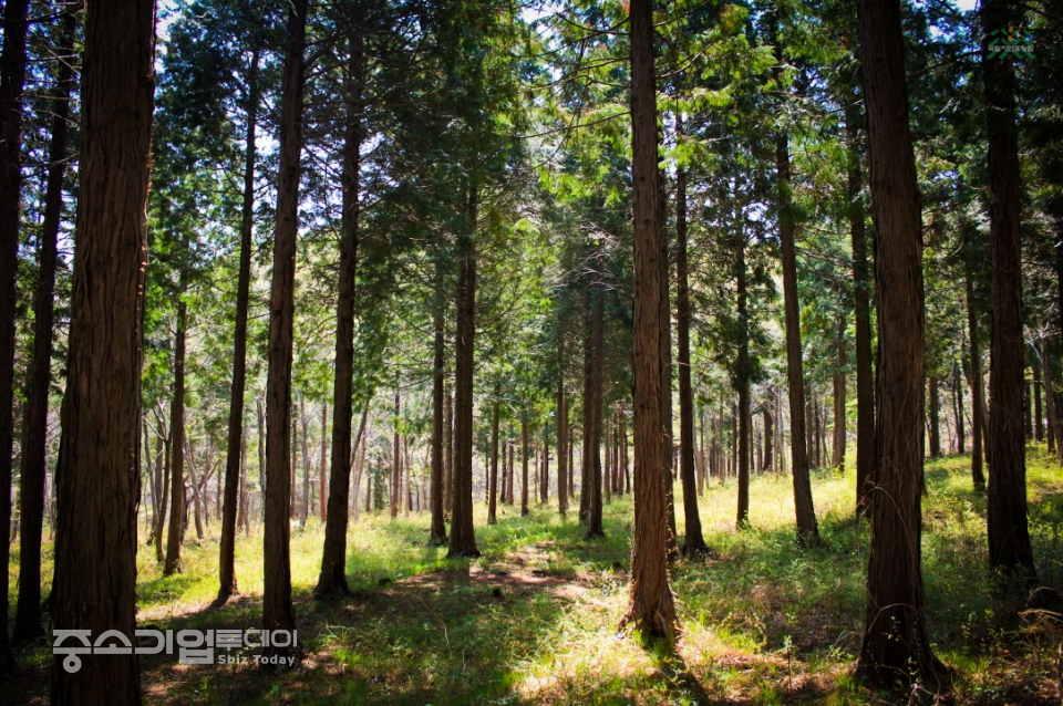 편백나무 숲속에 자리잡은 남해편백자연휴양림의 모습. [산림청]