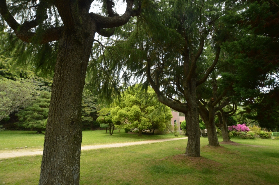 일제시대 조성된 소록도 중앙공원 내 소나무숲. 공원 안에 시인 한하운의 '보리피리' 시비가 있다. 