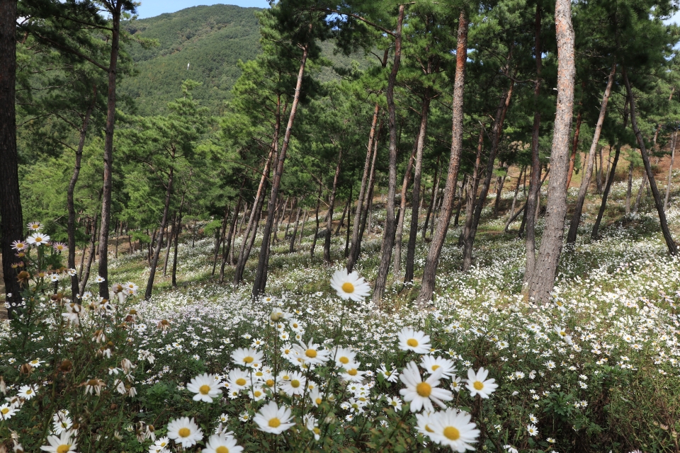 전북 남원 산내면에 위치한 '산구절초' 재배 현장. 지리산의 꽃과 약초들은 남원의 화장품산업을 떠받치는 기초적인 힘이다. 