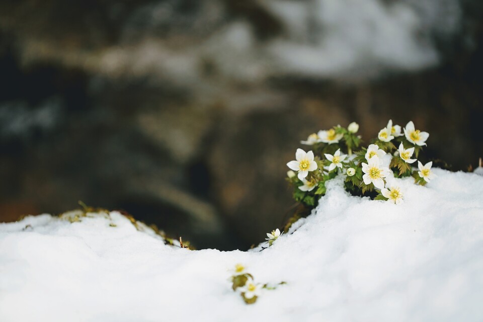 한 겨울, 추운 대지를 뚫고 청초한 꽃잎을 수줍은듯 내민, 청태산 모데미풀.  