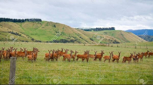 뉴질랜드 사슴농장(출처: 123rf)