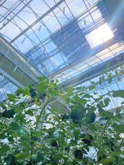 태양광을 접목한 스마트팜. [출처=양평농협]